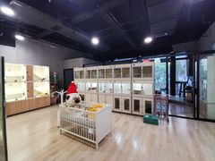 -70cat德文卷毛猫·缅因猫纯种猫舍