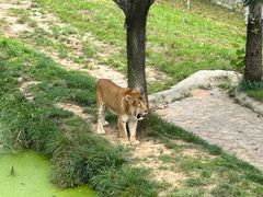 -西霞口神雕山野生动物世界