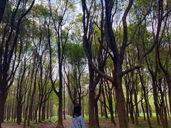 -蜀冈西峰生态公园