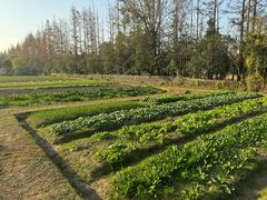 -前小桔亲子创意农场·草莓采摘·露营烧烤