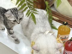 -共舞时光猫咖·狗咖(新街口店)