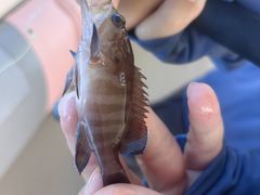 -小猫钓鱼海钓俱乐部(椰梦长廊店)