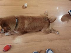 -是阿柴呀！柴犬咖啡·爱喵喵猫咖