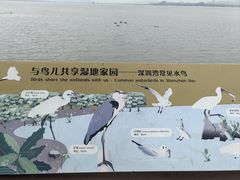 -深圳湾公园(南山区)