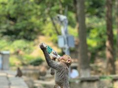 -黔灵山公园