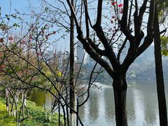 -重庆彩云湖湿地公园