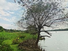 -华侨城湿地公园