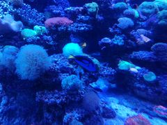 -太平洋海底世界