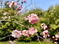 -梅花山(明孝陵内)