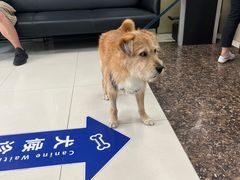 -申普宠物医院·心脏介入·心血管微创(总院)