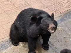 -西霞口神雕山野生动物世界