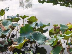 -新江湾城公园