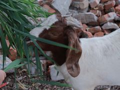 -同銮特种养殖场·龙虾垂钓