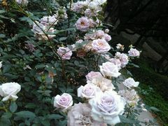 -人民公园(罗湖区)