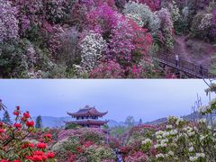 -贵州百里杜鹃风景名胜区