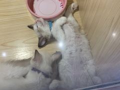 -屋虎猫馆(宝安大仟里店)