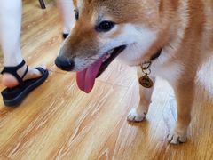 -柴犬高等学院·狗咖·柴犬售卖·宠物训练