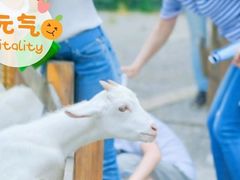 -前小桔亲子创意农场·草莓采摘·露营烧烤