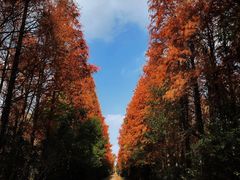 -上海海湾国家森林公园