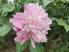 -石家庄市植物园