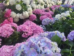 -荷兰花海