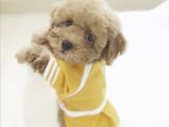 -唔止卤嘢·潮州府城菜(鹭江店)