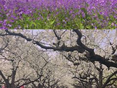 -江苏三台山国家森林公园