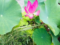 -证大大拇指广场(芳甸路店)