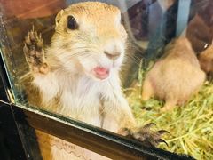 -藦茜花园宠物主题亲子互动体验馆(国顺东路店)