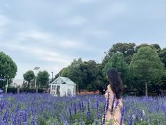 -玫瑰小镇