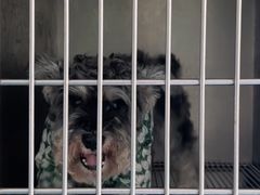 -爱牧宠物医院·猫专科·骨科·内窥镜(甪直店)