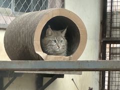 -青藏高原野生动物园
