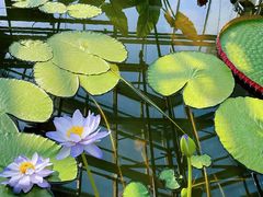 -国家植物园南园