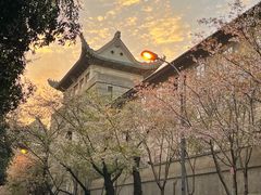 -武汉大学-樱园