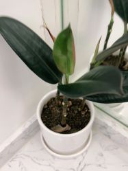 -木北造型