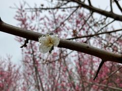 -蜀冈西峰生态公园