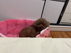 -伟伟宠物医院·CT影像中心·瑞派犬猫综合性门诊(汉口总院)