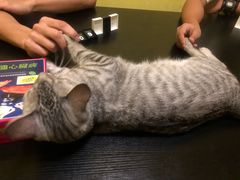 -辛巴桌游剧本娱乐休闲馆(光谷店)