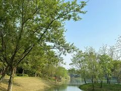 -贡湖湾湿地公园