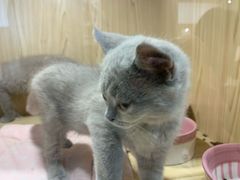 -屋虎猫馆(宝安大仟里店)