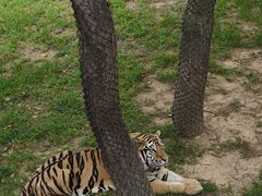 -西霞口神雕山野生动物世界