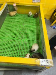 -神奇动物撸宠馆·羊驼·小浣熊·异宠(豫园店)