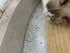 -喵园·猫主题咖啡厅·撸猫·猫咖(国贸店)