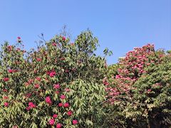 -贵州百里杜鹃风景名胜区