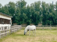 -北京群众马术培训基地