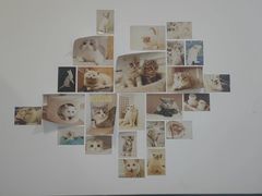 -萌兽医馆·眼科·异宠专科(三里屯店)