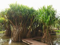 -中国科学院西双版纳热带植物园
