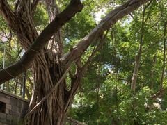 -香港佐治五世纪念公园