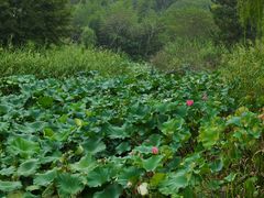 -昆山城市生态森林公园