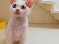 -十年猫舍·猫咪专门店(普陀店)